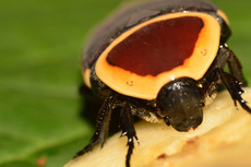 Kongo-Rosenkäfer (10).jpg